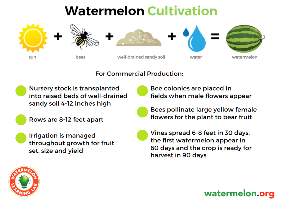 Watermelon 101 Military Produce Group