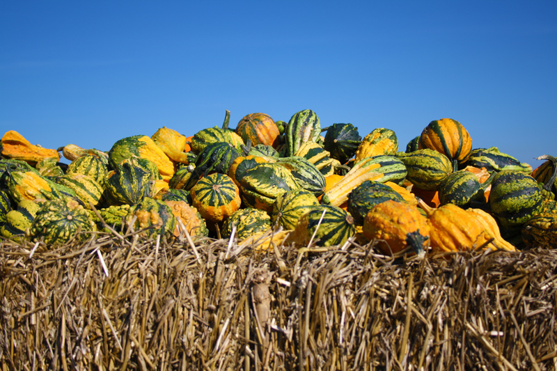 Fall gourds on top of a bale of hay